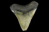 Fossil Megalodon Tooth - North Carolina #131613-2